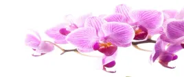 tapeta-flizelinowa-rozowa-orchidea-250x104