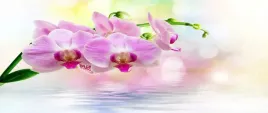 tapeta-flizelinowa-orchidea-roz-250x104
