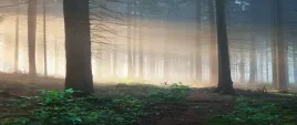 tapeta-flizelinowa-promienie-sloneczne-250x104