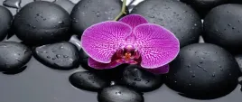 tapeta-flizelinowa-orchidea-kamienie-250x104