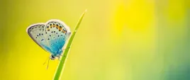 tapeta-flizelinowa-motyl-250x104