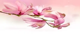 tapeta-flizelinowa-magnolia-250x104