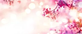 tapeta-flizelinowa-kwiaty-wisni-250x104