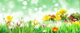 tapeta-flizelinowa-kwiaty-wielkanoc-250x104