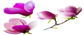 tapeta-flizelinowa-kwiaty-magnolii-250x104