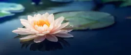 tapeta-flizelinowa-kwiat-lotosu-staw-250x104