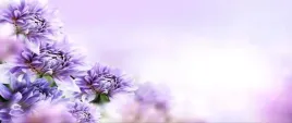 tapeta-flizelinowa-fioletowe-kwiaty-250x104