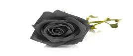 tapeta-flizelinowa-czarna-roza-250x104