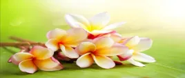 tapeta-flizelinowa-frangipani-kwiaty-250x104