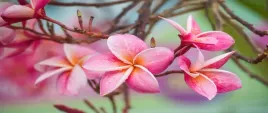 tapeta-flizelinowa-frangipani-rozowy-250x104