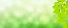 tapeta-flizelinowa-galaz-zielony-250x104