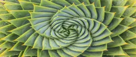 tapeta-flizelinowa-aloes-symetria-250x104