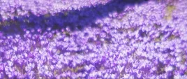 tapeta-flizelinowa-fioletowe-kwiaty-250x104
