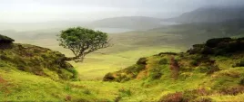 fototapeta-flizelinowa-wyspa-skye-szkocja-250x104