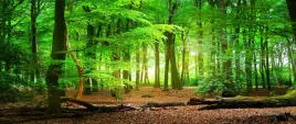 fototapeta-flizelinowa-wiosenny-las-250x104