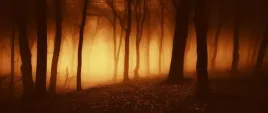 fototapeta-flizelinowa-straszny-las-250x104