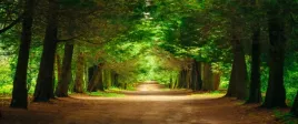 fototapeta-flizelinowa-sciezka-drzewa-250x104