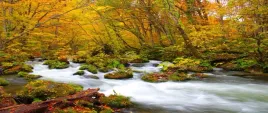 fototapeta-flizelinowa-rzeka-w-japonii-250x104
