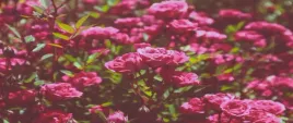 fototapeta-flizelinowa-roze-rozowy-250x104