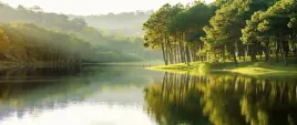 fototapeta-flizelinowa-sosny-250x104