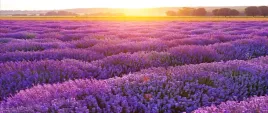 fototapeta-flizelinowa-pole-lawendy-250x104