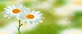 fototapeta-flizelinowa-rumianek-bialy-250x104