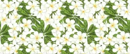 fototapeta-flizelinowa-plumeria-kwiaty-250x104