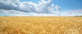 fototapeta-flizelinowa-pole-pszenicy-250x104