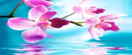 fototapeta-flizelinowa-orchidea-woda-250x104