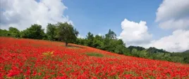 fototapeta-flizelinowa-pole-makow-250x104