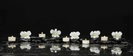 fototapeta-flizelinowa-orchidea-swiece-250x104