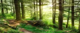 fototapeta-flizelinowa-mglisty-las-250x104