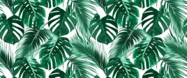 fototapeta-flizelinowa-monstera-dziurawa-250x104