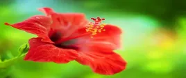 fototapeta-flizelinowa-hibiskus-czerwony-250x104