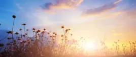 fototapeta-flizelinowa-kwiaty-lakowe-250x104