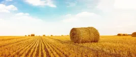 fototapeta-flizelinowa-bele-slomy-250x104