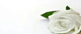 fototapeta-flizelinowa-biala-roza-250x104