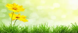 tapeta-flizelinowa-zolte-kwiaty-250x104