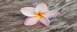 fototapeta-flizelinowa-frangipani-drewno-250x104