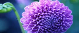 fototapeta-flizelinowa-dalia-fioletowy-250x104