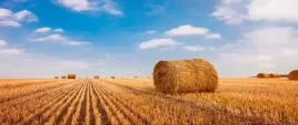fototapeta-flizelinowa-bele-slomy-250x104