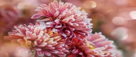 fototapeta-flizelinowa-aster-lod-rozowy-250x104