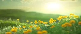 tapeta-flizelinowa-laka-250x104