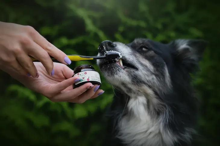 naturalna-pasta-do-zebow-dla-psa-marka-positivecare