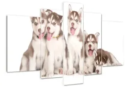 obraz-szklo-akrylowe-tryptyk-szczeniaki-husky