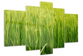 foto-obraz-szklo-akrylowe-tryptyk-pole-ryzowe