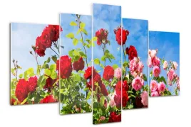 foto-obraz-szklo-akrylowe-tryptyk-dzikie-roze