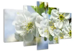 foto-obraz-szklo-akrylowe-kwiat-wisni