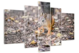 foto-obraz-szklo-akrylowe-nowoczesny-wiewiorka
