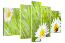 foto-obraz-akrylowy-tryptyk-nowoczesny-stokrotki